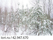 Pine forest in winter during the day in severe frost, Karelia. Snow on the coniferous branches. Frosty sunny weather anticyclone. Scots pine Pinus sylvestris is a plant pine Pinus of Pine Pinaceae. Стоковое фото, фотограф Юлия Петровская / Фотобанк Лори