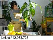 Repotting and caring home plant dieffenbachia Cheetah into new pot in home interior. Woman breeds and grows plants as a hobby, holds Varietal diffenbachia with large spotted leaves, large size. Стоковое фото, фотограф Ольга Симонова / Фотобанк Лори