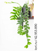 Marniera chrysocardium epiphyllum is a forest cactus on a shelf in the shape of a house on a white brick wall. Home potted plant in the interior. Стоковое фото, фотограф Ольга Симонова / Фотобанк Лори