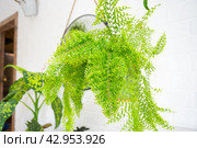 Fluffy fern in a white loft-style interior. Nephrolepis Marisa is a varietal ornamental fern. Стоковое фото, фотограф Ольга Симонова / Фотобанк Лори