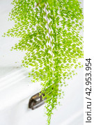 Close-up Fluffy fern leaf in a white loft-style interior. Nephrolepis Marisa is a varietal ornamental fern. Стоковое фото, фотограф Ольга Симонова / Фотобанк Лори