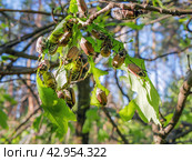Many chafer beetle eat leaves of young trees in the forest. Стоковое фото, фотограф Александр Довянский / Фотобанк Лори