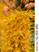 Eremurus Cleopatra Foxtail Lily in flowers garden. Стоковое фото, фотограф Ольга Сейфутдинова / Фотобанк Лори