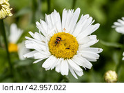 Trichodes apiarius beetle orange and black on chamomile flower. Стоковое фото, фотограф Ольга Сейфутдинова / Фотобанк Лори
