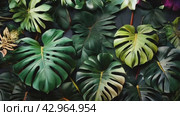 Monstera leaves, Background of Monstera leaves. Стоковое видео, видеограф Терехова Марина / Фотобанк Лори