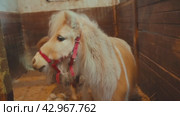 Cute little pony with golden fur and white mane wearing red leather bridle standing in stable with brown horse behind. Hand of rider commanding animal. Adorable pony with long hair at contact zoo. Стоковое видео, видеограф Валенти Финаев / Фотобанк Лори