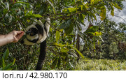 The charming black and white lemur vari is hanging on a tree, holding onto a branch with its paws. An animal reaches for a human hand holding a fruit. Fluffy fur, long tail, bright orange eyes. (2023 год). Стоковое фото, фотограф Вера Ивановна Кубарева / Фотобанк Лори