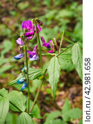Первоцвет весной. Чина весенняя сочевичник. Lathyrus vernus. Стоковое фото, фотограф Сергей Никифоров-Гордеев / Фотобанк Лори