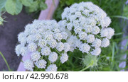 White Blooming of the Daucus carota, Queen Anne's lace flower with the typical lone tiny purple flower in center. Стоковое видео, видеограф Ирина Старикова / Фотобанк Лори