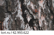 A fireman beetle crawls along the bark of a pine tree. Insect life in spring. Стоковое видео, видеограф Ярославский Максим / Фотобанк Лори