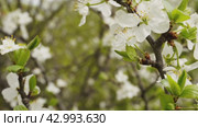 A branch of a blooming apple tree in the wind. Spring is in the city. Стоковое видео, видеограф Ярославский Максим / Фотобанк Лори