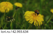 A bumblebee collects nectar from a dandelion flower. The spring life of insects. Стоковое видео, видеограф Ярославский Максим / Фотобанк Лори