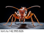 Small Red ant formica. Generate Ai. Стоковое AI-изображение, AI-художник Иван Рябоконь / Фотобанк Лори