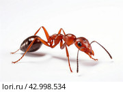 Industrious Red ant formica. Generate Ai. Стоковое AI-изображение, AI-художник Иван Рябоконь / Фотобанк Лори