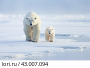 Lumbering Polar bears snow arctic walking. Generate Ai. Стоковое AI-изображение, AI-художник Иван Рябоконь / Фотобанк Лори