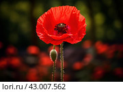 Ephemeral Red poppy flower. Generate Ai. Стоковое AI-изображение, AI-художник Иван Рябоконь / Фотобанк Лори
