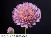 Resilient Purple scabious flower. Generate ai. Стоковое AI-изображение, AI-художник Иван Рябоконь / Фотобанк Лори