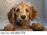 Lathering Puppy dog foam shampoo bath. Generate Ai. Стоковое AI-изображение, AI-художник Иван Рябоконь / Фотобанк Лори