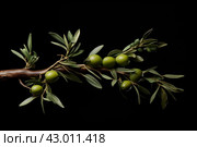 Fruitful Olives tree garden branch. Generate Ai. Стоковое AI-изображение, AI-художник Иван Рябоконь / Фотобанк Лори