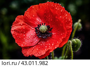 Captivating Red poppy flower. Generate Ai. Стоковое AI-изображение, AI-художник Иван Рябоконь / Фотобанк Лори
