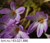 Пчела на цветке. Стоковое фото, фотограф Анастасия Волкомурова / Фотобанк Лори