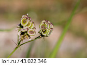 A small spider (Mangora acalypha) sits on a plant  (Tordylium apulum) close-up. Стоковое фото, фотограф Татьяна Ляпи / Фотобанк Лори