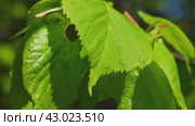 Young leaves of a lime tree are swaying in the wind on a branch. Spring has come. Close up. Стоковое видео, видеограф Ярославский Максим / Фотобанк Лори