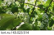 A strong wind shakes branches with cherry blossoms. Close up. Стоковое видео, видеограф Ярославский Максим / Фотобанк Лори