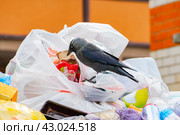 Ворона копается в несортированном выброшенном мусоре в поисках еды. птица как источник заболеваний и вирусов. Стоковое фото, фотограф Антон Вахрушев / Фотобанк Лори