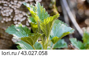 Южный Урал, побеги крапивы двудомной (Urtica dioica) ранней весной в лесу. Southern Urals, shoots of common nettle (Urtica dioica) in early spring in the forest. Стоковое фото, фотограф Евгений Романов / Фотобанк Лори