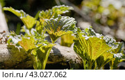 Южный Урал, побеги крапивы двудомной (Urtica dioica) ранней весной в лесу. Southern Urals, shoots of common nettle (Urtica dioica) in early spring in the forest. Стоковое фото, фотограф Евгений Романов / Фотобанк Лори