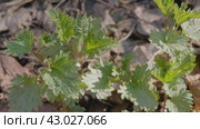 Южный Урал, побеги крапивы двудомной (Urtica dioica) ранней весной в лесу. Southern Urals, shoots of common nettle (Urtica dioica) in early spring in the forest. Стоковое видео, видеограф Евгений Романов / Фотобанк Лори