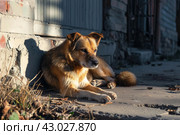 Abused dirty dog sitting outside. Generate ai. Стоковое AI-изображение, AI-художник Иван Рябоконь / Фотобанк Лори