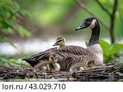 Goose sitting in a nest and hatching eggs and a gosling under it. wildlife life and environment concept. Стоковое AI-изображение, AI-художник Ирина Михайличенко / Фотобанк Лори