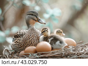 Duck sitting in a nest and hatching eggs and a gosling under it. wildlife life and environment concept. Стоковое AI-изображение, AI-художник Ирина Михайличенко / Фотобанк Лори