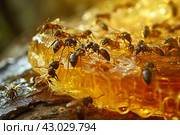 Sweet Ants honey drop nectar. Generate Ai. Стоковое AI-изображение, AI-художник Иван Рябоконь / Фотобанк Лори