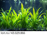 Submerged Aquatic plant vallisneria. Generate AI. Стоковое AI-изображение, AI-художник Иван Рябоконь / Фотобанк Лори