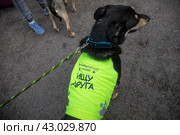 Собака из приюта во время проведения образовательного спецпроекта "Четвероногий друг" в рамках фестиваля "Пасхальный дар" на Цветном бульваре в центр города Москвы, Россия (2024 год). Редакционное фото, фотограф Николай Винокуров / Фотобанк Лори