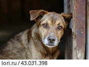 Pathetic Abused dirty dog sitting outside. Generate ai. Стоковое AI-изображение, AI-художник Иван Рябоконь / Фотобанк Лори