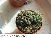 The cactus Gymnocalycium grows in a flower pot. Стоковое фото, фотограф Любовь Назарова / Фотобанк Лори