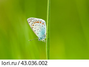 Бабочка крупным планом. Стоковое фото, фотограф Алиев Аслан / Фотобанк Лори