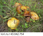 Mushrooms luteus ( Suillus luteus) Стоковое фото, фотограф Любовь Назарова / Фотобанк Лори