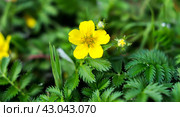 Potentilla anserina. Стоковое фото, фотограф Любовь Назарова / Фотобанк Лори