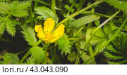 Potentilla anserina, Silverweed. Стоковое фото, фотограф Любовь Назарова / Фотобанк Лори