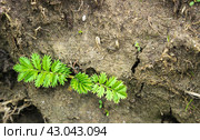 Potentilla anserina, Silverweed. Стоковое фото, фотограф Любовь Назарова / Фотобанк Лори