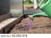 An elderly woman's hands are holding a watering can. The farmer waters the garden with solutions of potassium permanganate from diseases and pests before planting seedlings in the ground. Close-up. The concept of spring planting of vegetables and agriculture. Стоковое фото, фотограф Photojuli / Фотобанк Лори