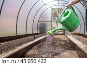 An elderly woman's hands are holding a watering can. The farmer waters the garden with solutions of potassium permanganate from diseases and pests before planting seedlings in the ground. Close-up. The concept of spring planting of vegetables and agriculture. Стоковое фото, фотограф Photojuli / Фотобанк Лори