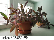 Tradescantia, genus of herbaceous perennial wildflowers inCommelinaceae. Inchplant, wandering jew, spiderwort, dayflower and trad. Tradescantia in pots are on the windowsill. Flowers in the interior. Стоковое фото, фотограф Юлия Петровская / Фотобанк Лори