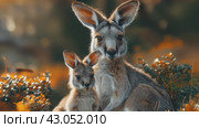 Kangaroo mother with small baby Joey in nature. Close up to kangaroo mom and little Joey outdoor on a green gras field in Australia. Стоковое AI-видео, аниматор Ирина Михайличенко / Фотобанк Лори