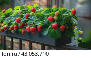 Strawberry plants with lots of ripe red strawberries in a balcony railing planter, apartment or urban gardening concept. Стоковое AI-видео, аниматор Ирина Михайличенко / Фотобанк Лори